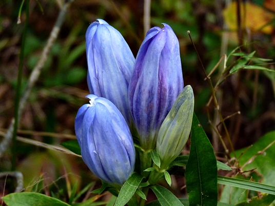 {Gentiana saponaria}